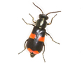 Anthocomus fasciatus